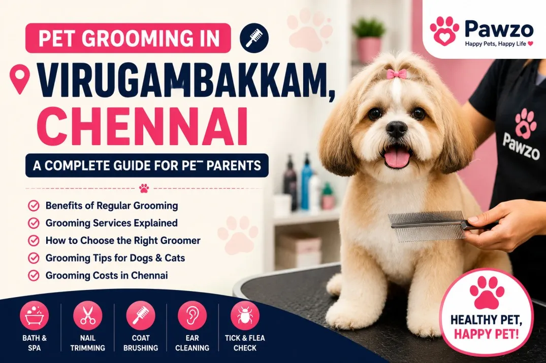 Pet Grooming in Virugambakkam, Chennai: A Complete Guide for Pet Parents