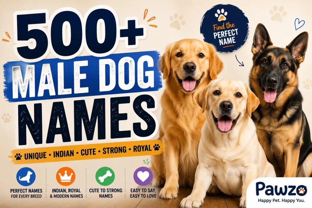 Male Dog Names (500+ Best Male Dog Names for Your Puppy)